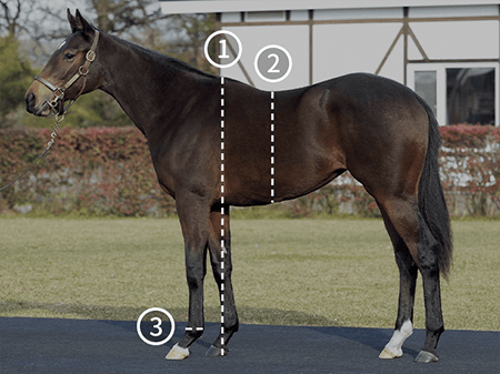 馬体の測尺方法