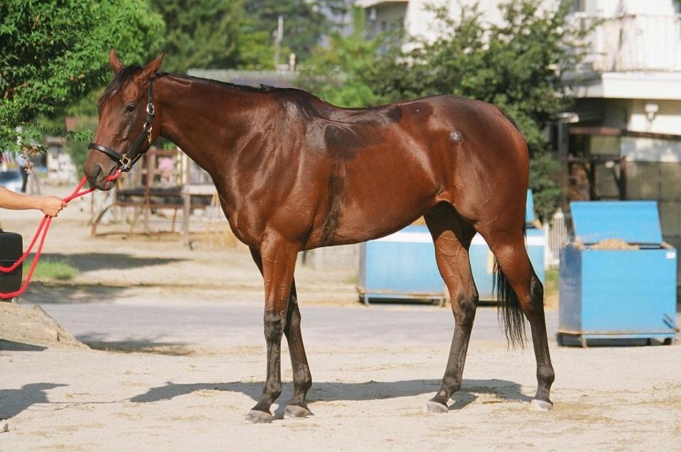 シルクプリマドンナ シルク ホースクラブ Silk Horse Club シルクプリマドンナ シルク ホースクラブ Silk Horse Club