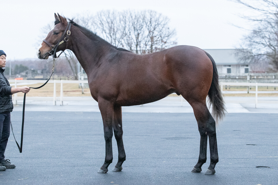 シルクホースクラブ ２歳馬馬名決定 愛馬と歩む馬なり日記