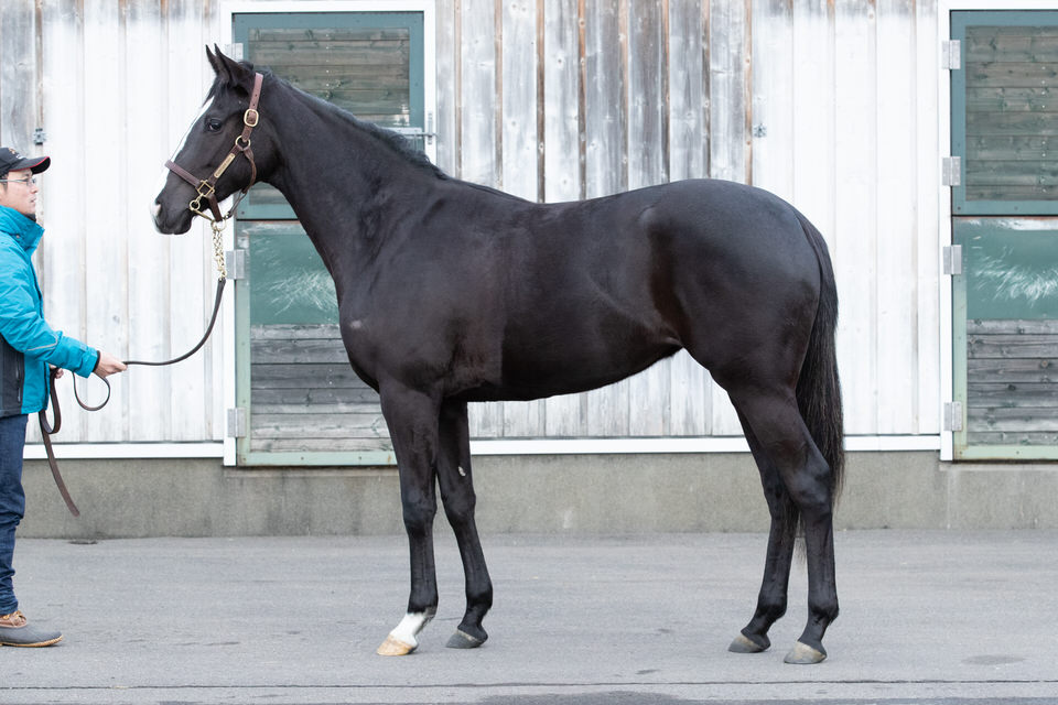 シルクホースクラブ 2歳馬馬名決定 愛馬と歩む馬なり日記 シルクホースクラブ 2歳馬馬名決定 愛馬と歩む馬なり日記