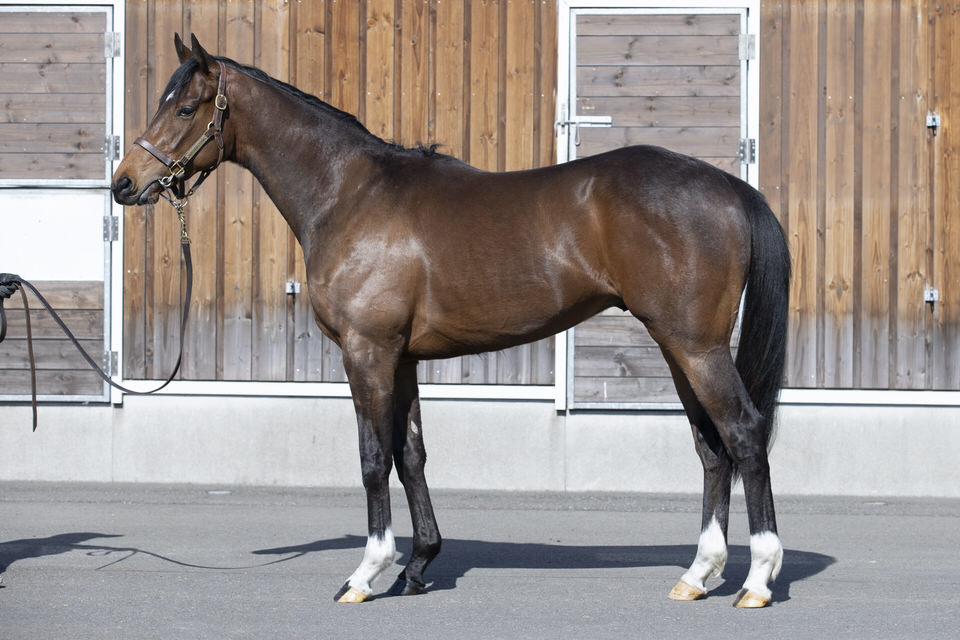 ディープインパクト 尾毛 馬毛 【本物】値下げOK ディープインパクト 尾毛 馬毛 【本物】値下げOK