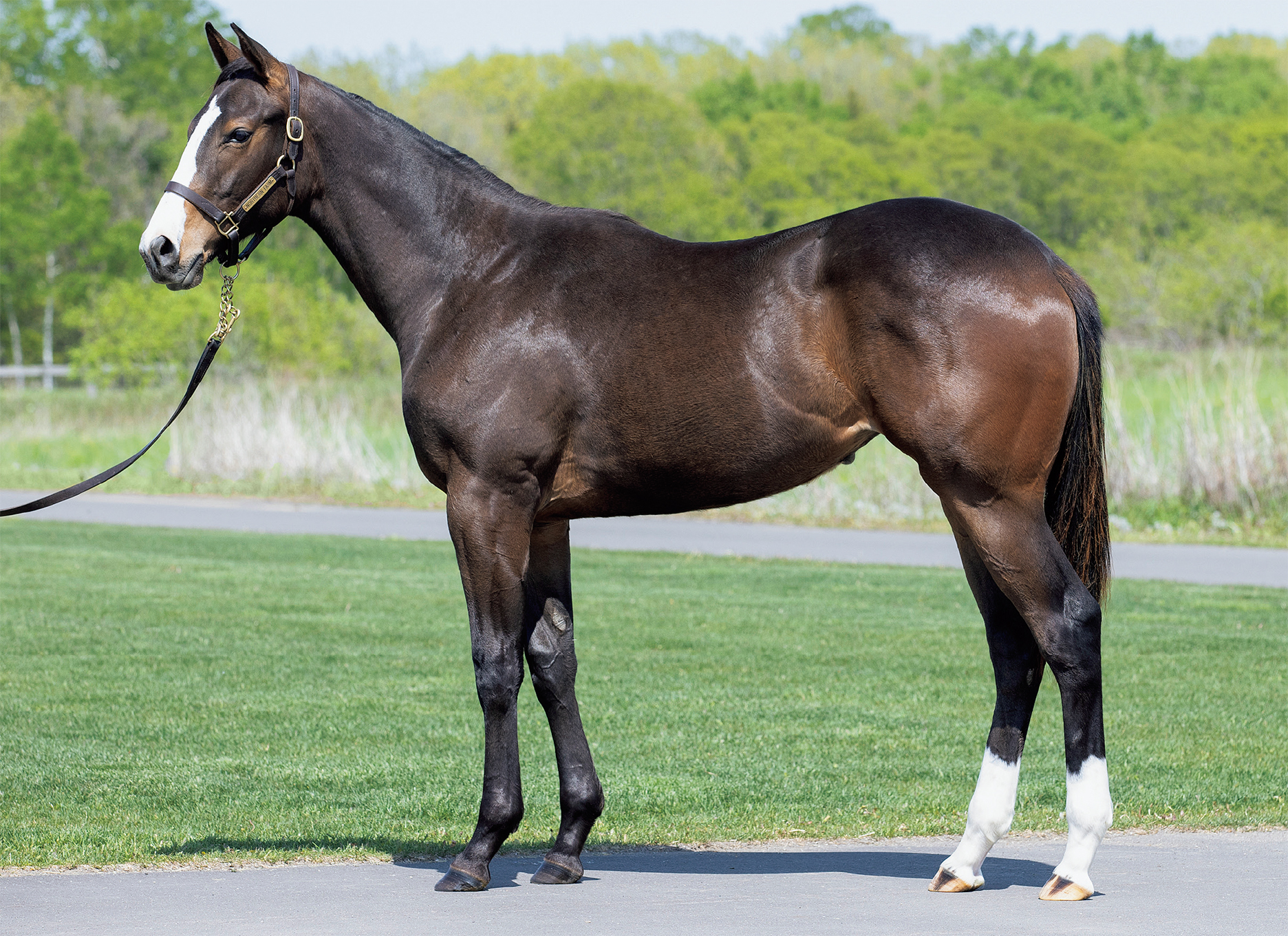 キャロット クラブ 2019 募集 馬