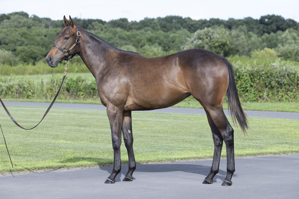 テキサスフィズ シルク ホースクラブ Silk Horse Club テキサスフィズ シルク ホースクラブ Silk Horse Club