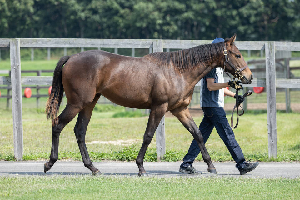 テキサスフィズ シルク ホースクラブ Silk Horse Club テキサスフィズ シルク ホースクラブ Silk Horse Club