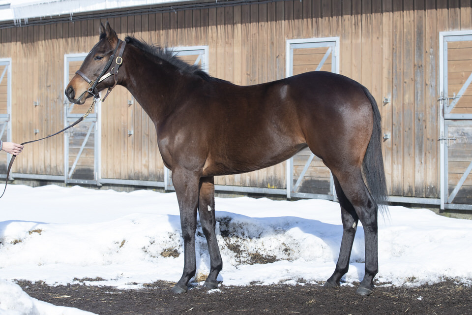 テキサスフィズ シルク ホースクラブ Silk Horse Club テキサスフィズ シルク ホースクラブ Silk Horse Club