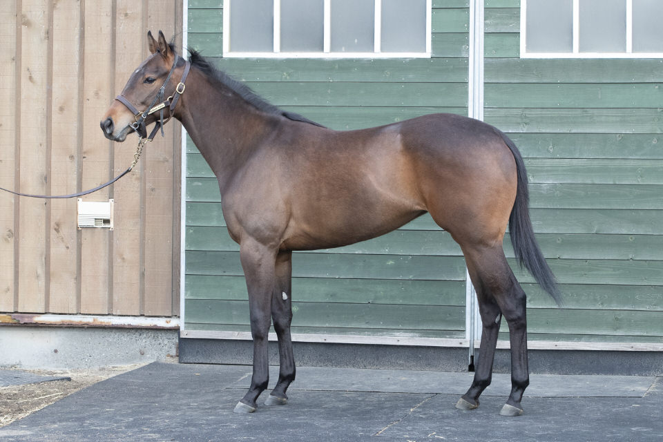 テキサスフィズ シルク ホースクラブ Silk Horse Club テキサスフィズ シルク ホースクラブ Silk Horse Club