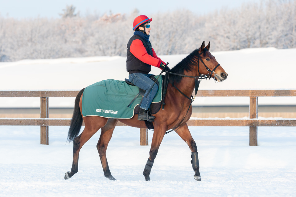 シングルゲイズ20 イメージより早く 愛馬と歩む馬なり日記 シングルゲイズ20 イメージより早く 愛馬と歩む馬なり日記