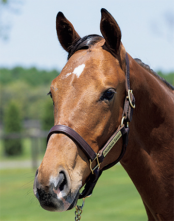 募集馬リスト シルク ホースクラブ Silk Horse Club 募集馬リスト シルク ホースクラブ Silk Horse Club
