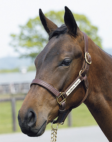 エルメス カシミアシルク ホースクラブ♡HORSE CLUB エルメス カレジェアン HORSE CLUB スカーフ カシミヤ×シルク