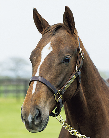 エルメス カシミアシルク ホースクラブ♡HORSE CLUB エルメス カレジェアン HORSE CLUB スカーフ カシミヤ×シルク