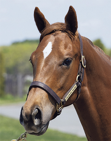 募集馬リスト｜シルク・ホースクラブ公式｜Silk Horse Club